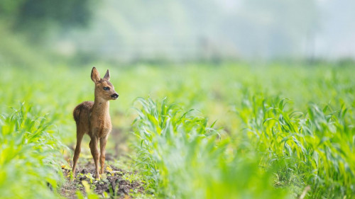 Bambi: príbeh zo života v lese (2024) online